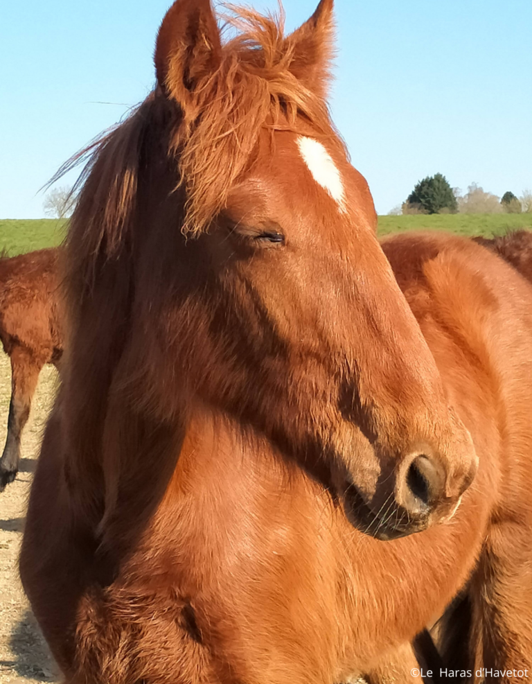 Chambres d'hôtes et gîte dans un haras d'élevage de chevaux en Normandie avec un SPA