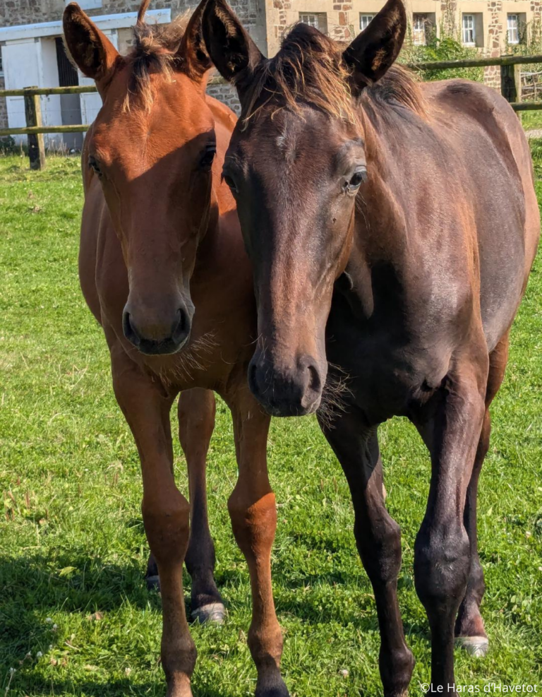 Haras d'élevage de chevaux en Normandie