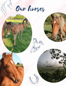 bed and breakfast on horse farm in Normandy