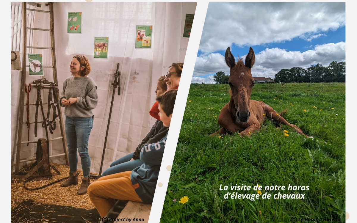 Séjour avec chevaux en Normandie